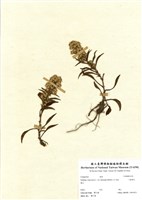 藏品(一枝黃花)的圖片